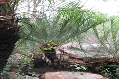 Cycas beddomei